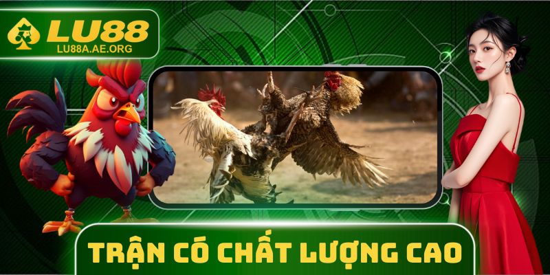 Các trận đấu đá gà Thomo có chất lượng cao