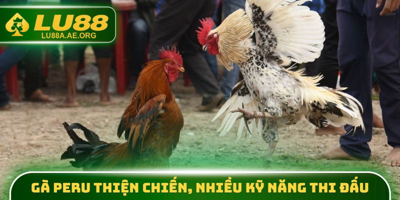 Gà Peru thiện chiến, nhiều kỹ năng thi đấu