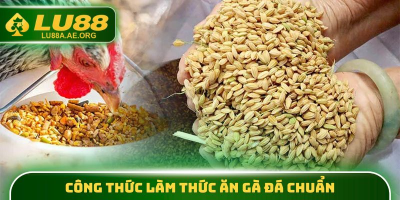 Thức Ăn Gà Đá - Công Thức Dinh Dưỡng Để Chiến Kê Khỏe Mạnh 3 Công thức làm thức ăn gà đá chuẩn