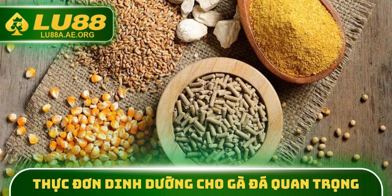 Thức Ăn Gà Đá - Công Thức Dinh Dưỡng Để Chiến Kê Khỏe Mạnh 2 Thực đơn dinh dưỡng cho gà đá quan trọng
