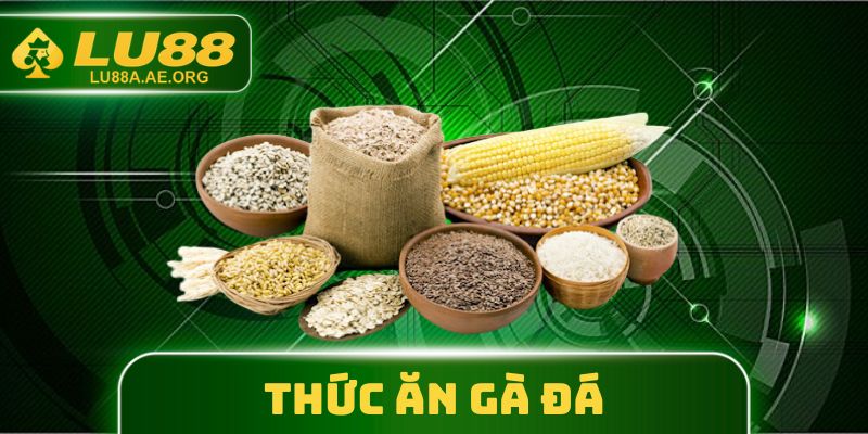 Thức Ăn Gà Đá - Công Thức Dinh Dưỡng Để Chiến Kê Khỏe Mạnh 1 Thức Ăn Gà Đá