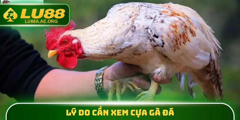 Lý do cần xem cựa gà đá